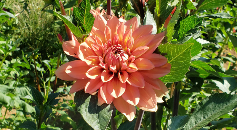 Peach dahlia bloom at A&M Floral