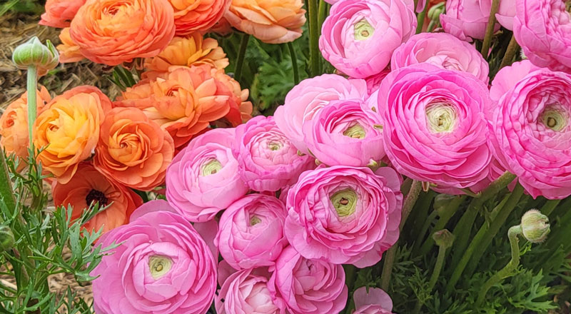 Pink and orange ranunculus